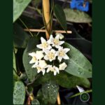 Hoya carrii NS13-064 #3 - obrazek 2