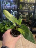 Alocasia lauterbachiana variegata