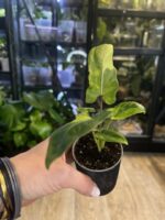 Alocasia lauterbachiana variegata aurea #4 - obrazek 4
