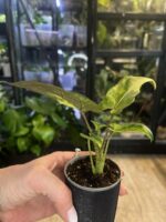 Alocasia lauterbachiana variegata aurea #4 - obrazek 3