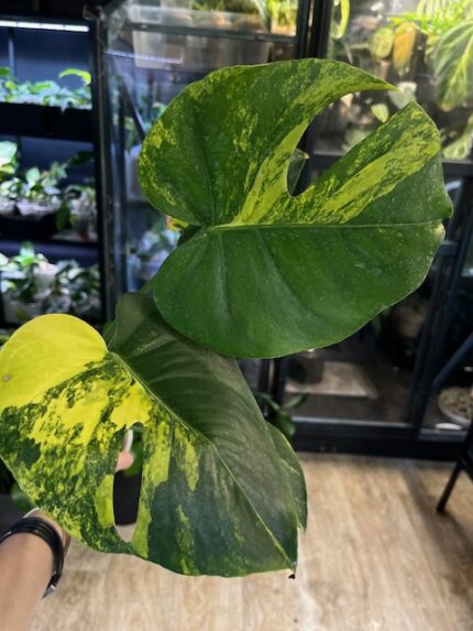Monstera Marilyn