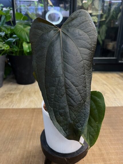 Anthurium Queen of Hearts