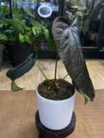 Anthurium Queen of Hearts #1 - obrazek 2