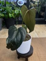 Anthurium Queen of Hearts #1 - obrazek 3