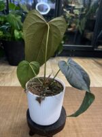 Anthurium Queen of Hearts #1 - obrazek 4