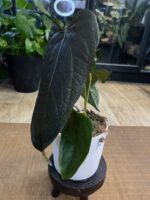 Anthurium Queen of Hearts #1 - obrazek 5