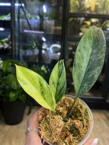 Rhaphidophora eliptifolia variegata
