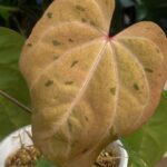 Anthurium Fort sherman x X One variegata