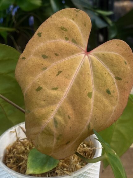 Anthurium Fort sherman x X One variegata