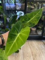 Alocasia Frydek Green on Green / Aurea #2 - obrazek 6