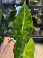 Alocasia Frydek Green on Green / Aurea #2 - obrazek 5