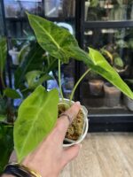 Alocasia Frydek Green on Green / Aurea #2 - obrazek 4