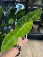Alocasia Frydek Green on Green / Aurea #2 - obrazek 3