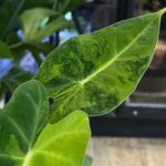 Alocasia Frydek Green on Green