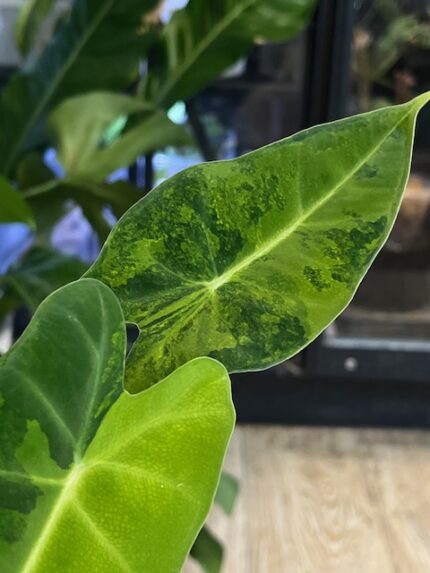 Alocasia Frydek Green on Green