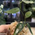 Hoya carrii NS13-064 eliptyczne zielone liście z wyraźnym unerwieniem i splashem rzadka woskownica kolekcjonerska sklep Variegarden alt tag