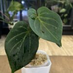 Anthurium King of Spades