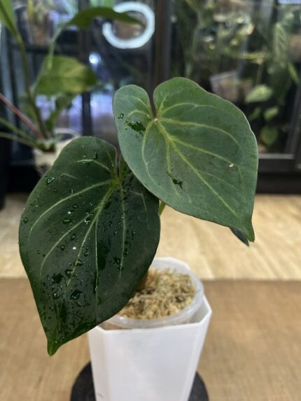 Anthurium King of Spades