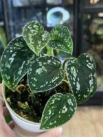 Scindapsus Tricolor Silver #1 - obrazek 4
