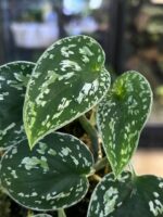 Scindapsus Silver Satin Tricolor kolekcjonerska odmiana scindapsusa o trójkolorowych aksamitnych liściach Variegarden.