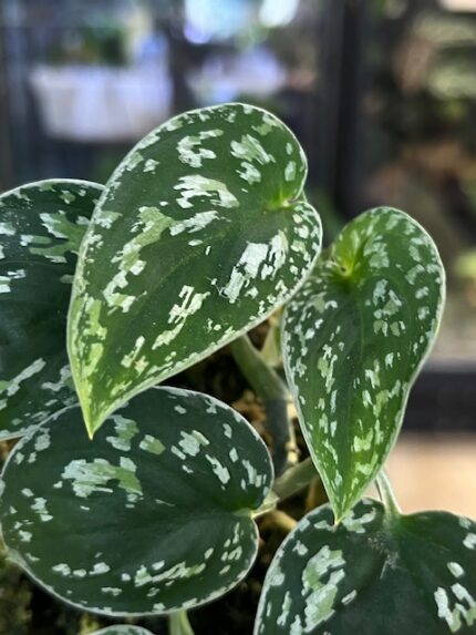 Scindapsus Silver Satin Tricolor kolekcjonerska odmiana scindapsusa o trójkolorowych aksamitnych liściach Variegarden.