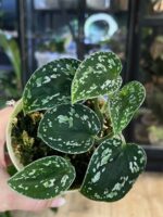 Scindapsus Tricolor Silver #1 - obrazek 2