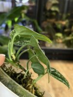 Scindapsus Tricolor Silver #1 - obrazek 5