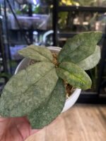 Hoya Mitrata Silver sp Kapuas #1 - obrazek 2