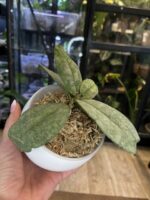 Hoya Mitrata Silver sp Kapuas #1 - obrazek 3