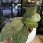 Hoya Mitrata silver sp Kapuas