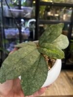 Hoya Mitrata silver sp Kapuas