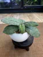 Hoya Mitrata silver sp Kapuas