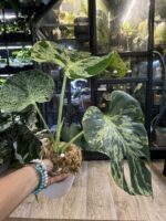 Monstera Bulbasaur #1 (nie z TC) - obrazek 5