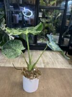 Monstera Bulbasaur #1 (nie z TC) - obrazek 9