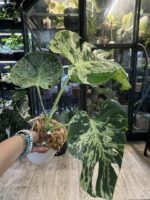 Monstera Bulbasaur #1 (nie z TC) - obrazek 6
