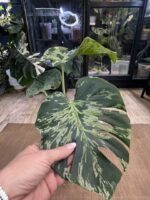 Monstera Bulbasaur #1 (nie z TC) - obrazek 3