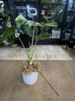Monstera Bulbasaur #1 (nie z TC) - obrazek 8