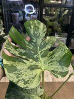 Monstera Bulbasaur