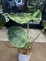 Monstera Bulbasaur #1 (nie z TC) - obrazek 7