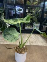 Monstera Bulbasaur #1 (nie z TC) - obrazek 10