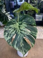 Monstera Bulbasaur #1 (nie z TC) - obrazek 2