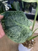 Monstera Bulbasaur #1 (nie z TC) - obrazek 4