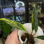 Philodendron 'Caramel Marble', luksusowy okaz kolekcjonerski o dużych, głęboko powcinanych i ząbkowanych liściach. Każdy liść posiada unikalną, wielobarwną wariegację składającą się z kontrastowych plam w odcieniach karmelu, pomarańczu, kremu oraz ciemnej zieleni. Roślina pnie się po stabilnym paliku kokosowym, prezentując skórzastą teksturę i egzotyczny pokrój w jasnym, nowoczesnym wnętrzu, Variegarden.