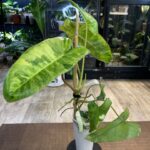 Philodendron Paraiso Verde Albo rzadka roślina kolekcjonerska o długich powycinanych liściach z unikalną białą i kremową variegacją typu albo oraz miętowym marmurkiem Variegarden.