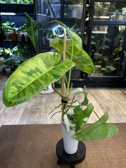 Philodendron Paraiso Verde Albo rzadka roślina kolekcjonerska o długich powycinanych liściach z unikalną białą i kremową variegacją typu albo oraz miętowym marmurkiem Variegarden.