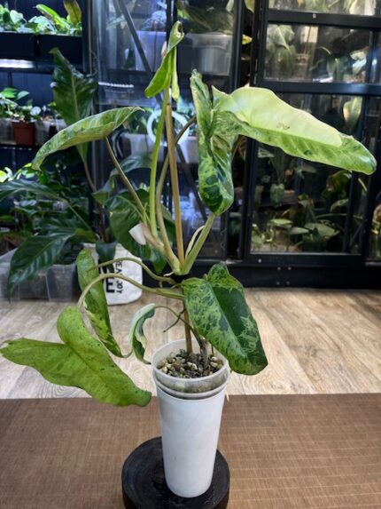 Philodendron Paraiso Verde Albo rzadka roślina kolekcjonerska o długich powycinanych liściach z unikalną białą i kremową variegacją typu albo oraz miętowym marmurkiem Variegarden.