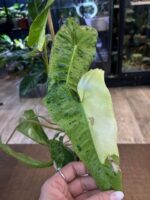 Philodendron paraiso verde albo #12 - obrazek 5