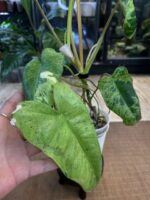 Philodendron paraiso verde albo #12 - obrazek 4