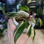Philodendron Strawberry Shake #1