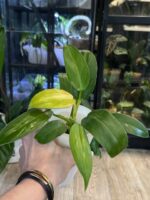 Philodendron Whipple Way #1 - obrazek 4
